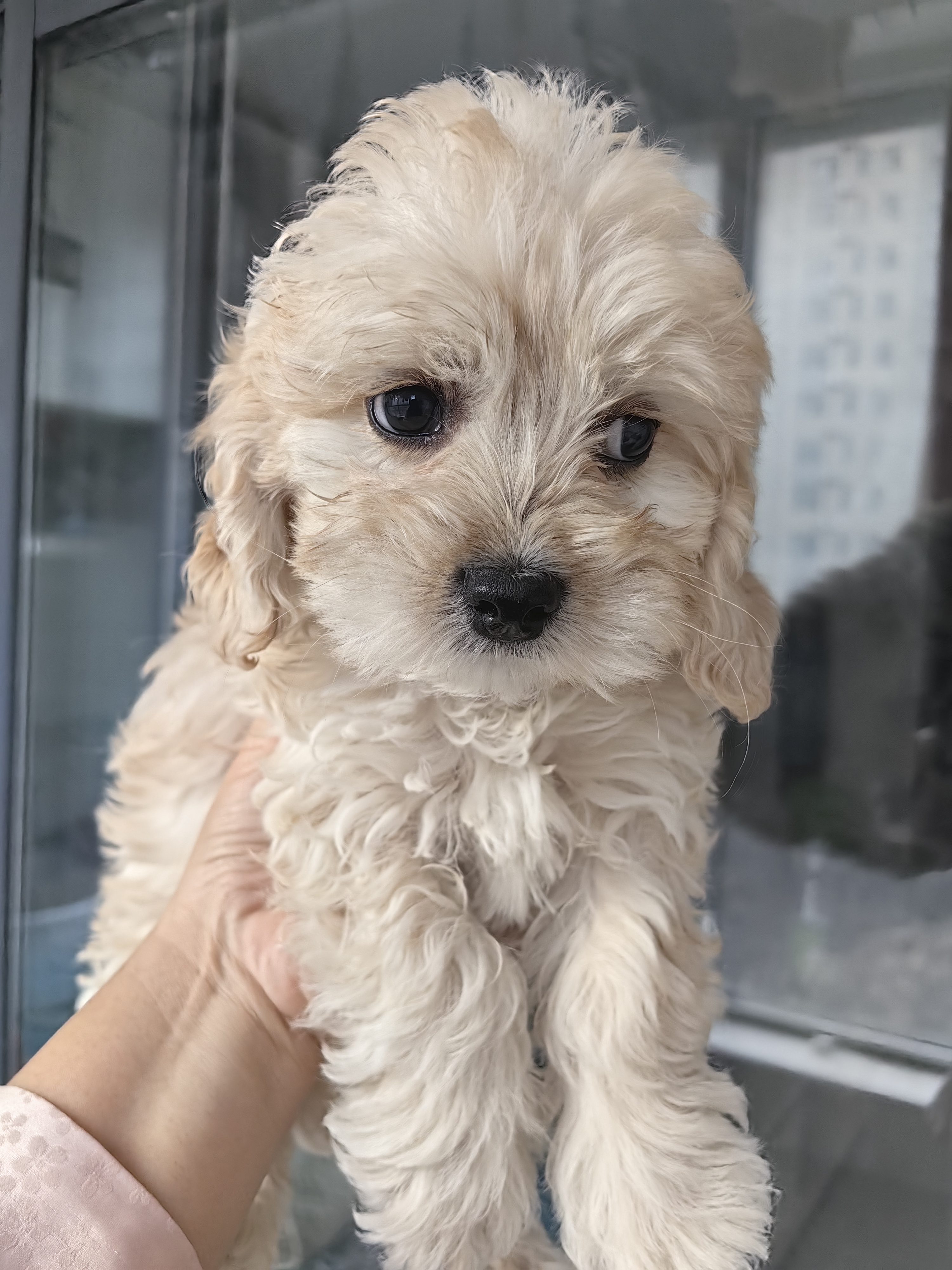 可卡犬